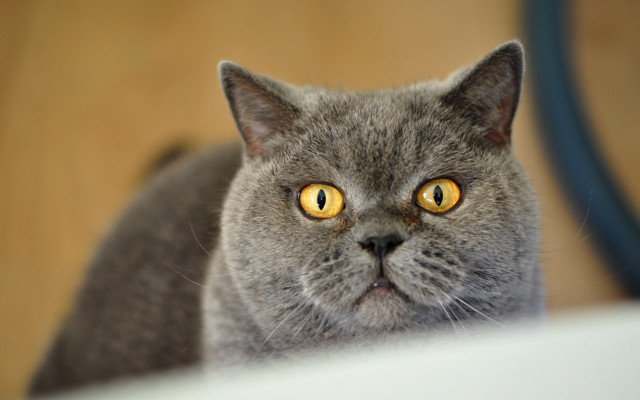 Gray cat yellow eyes surprised free wallpaper for desktop - medium preview image