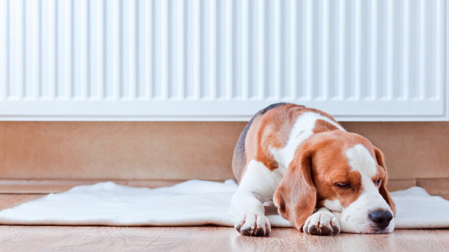 Dog laying on towel near free wallpaper for desktop - medium preview image