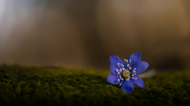 Blue flower mossy surface butterfly free wallpaper for desktop - medium preview image