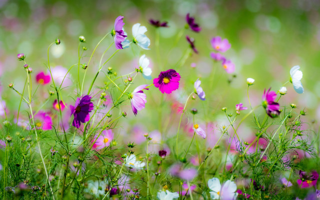 Flower field butterfly daisy garden free wallpaper for desktop - medium preview image