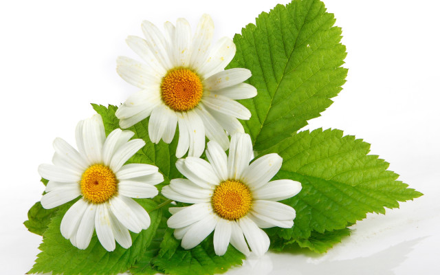 Daisy flower reflection rayonism digital free wallpaper for desktop - medium preview image