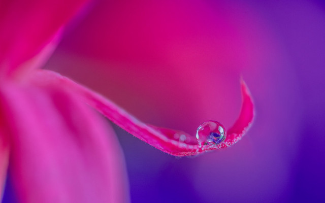 Water drop pink flower purple free wallpaper for desktop - medium preview image