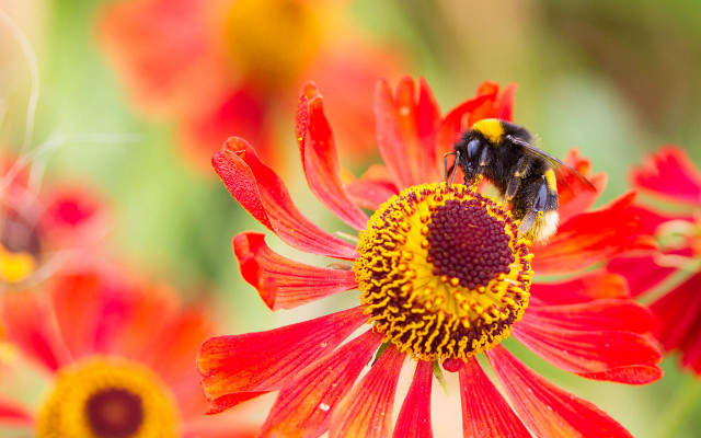 Bee red flower yellow centers free wallpaper for desktop - medium preview image