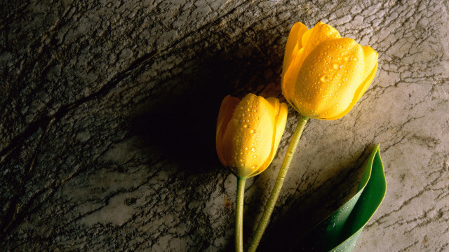Yellow flowers marble surface water free wallpaper for desktop - medium preview image