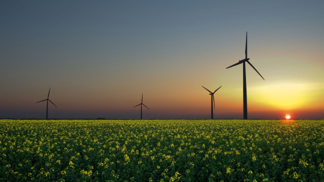 Yellow flowers windmills sunset sky free wallpaper for desktop - medium preview image