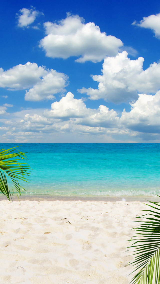 Beach palm tree blue sky #11 free wallpaper for mobile - medium preview image
