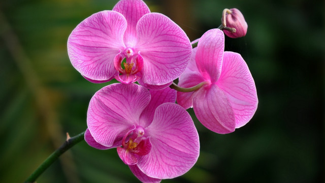 Pink flower green background butterfly free wallpaper for desktop - medium preview image