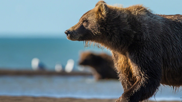 Brown bear beach ocean birds free wallpaper for desktop - medium preview image
