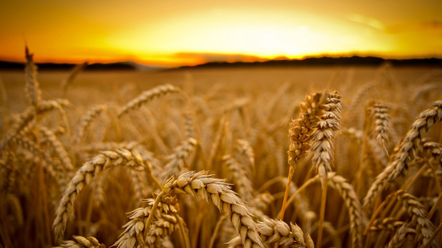 Wheat sunset orange sky fire free wallpaper for desktop - medium preview image