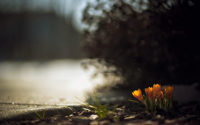Flowers dirt grass blurry sky free wallpaper for desktop - medium preview image