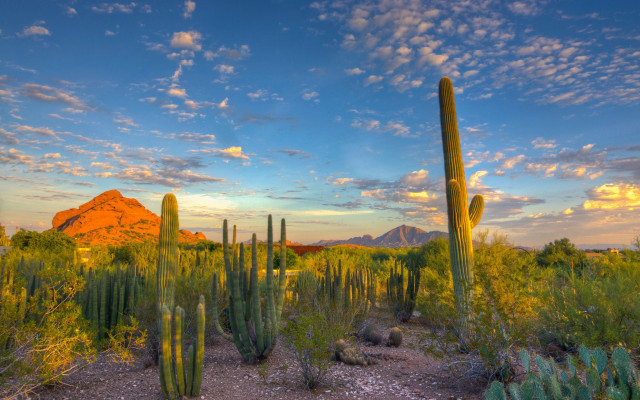 Desert cactus mountains sunset clouds free wallpaper for desktop - medium preview image