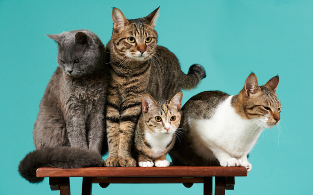 Cats group wooden table blue free wallpaper for desktop - medium preview image