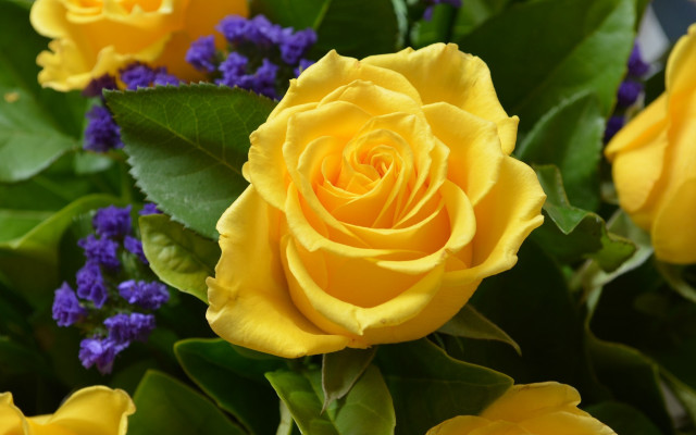 Yellow roses purple background blue free wallpaper for desktop - medium preview image