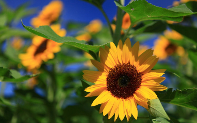 Sunflower bee green leaves blue free wallpaper for desktop - medium preview image