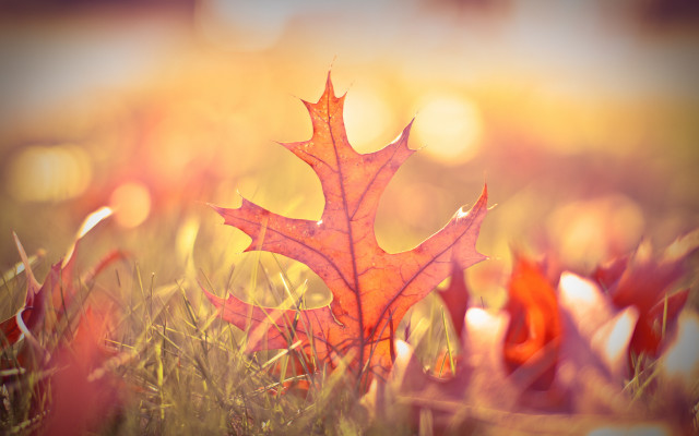 Leaf sunshine grass autumn battle free wallpaper for desktop - medium preview image