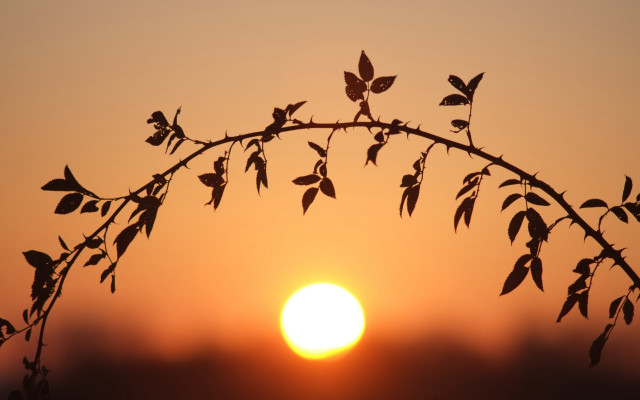Silhouetted branch leaves sunset foggy free wallpaper for desktop - medium preview image
