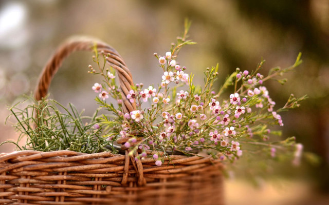 Flower basket outdoor sunlight blurry free wallpaper for desktop - medium preview image