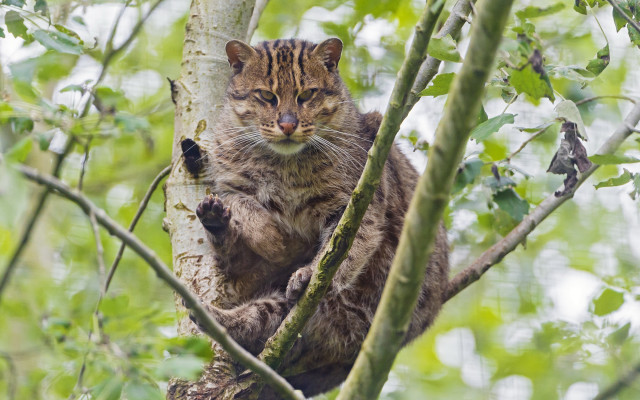 Cat sitting tree branch sad free wallpaper for desktop - medium preview image