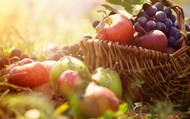 Harvest grapes apples berries leaves free wallpaper for desktop - medium preview image
