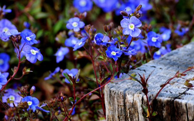 Blue flower bench field bokeh free wallpaper for desktop - medium preview image