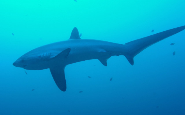 Large shark ocean fish Andrew free wallpaper for desktop - medium preview image