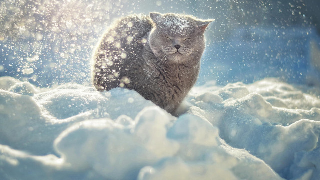 Cat snow smile impressionism winter free wallpaper for desktop - medium preview image