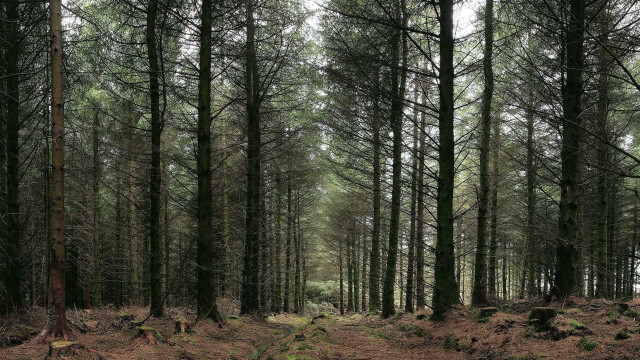 Forest path with people claire free wallpaper for desktop - medium preview image