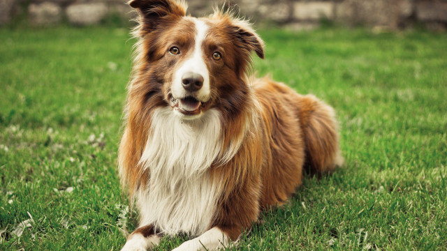 Dog grass outdoor smile blurry free wallpaper for desktop - medium preview image