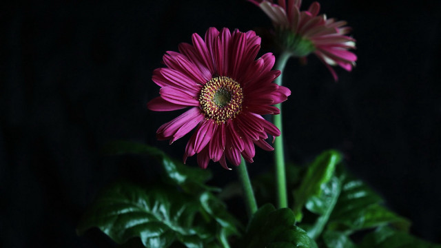 Flower leaf lotus sunflower macro free wallpaper for desktop - medium preview image