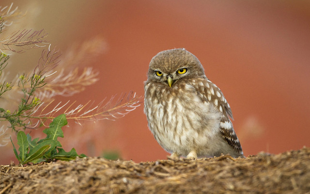 Small owl hay red background free wallpaper for desktop - medium preview image