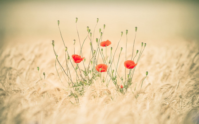 Tall grass red flowers impressionist free wallpaper for desktop - medium preview image