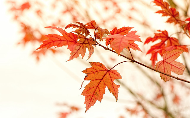 Red leaves autumn macro sunset free wallpaper for desktop - medium preview image