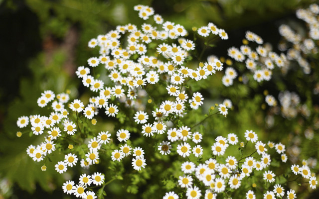 White flowers yellow centers closeup free wallpaper for desktop - medium preview image
