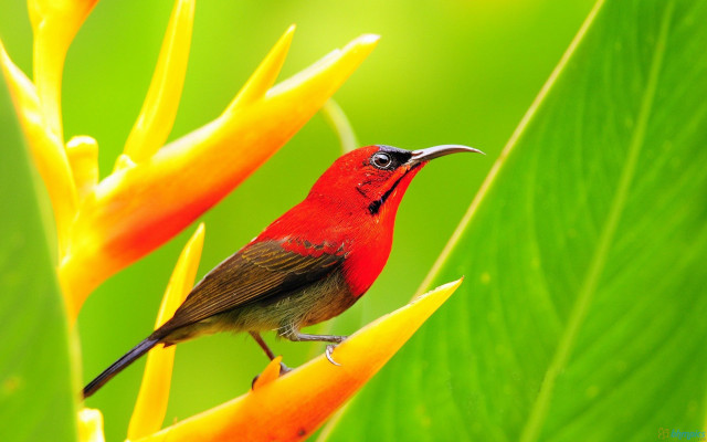 Small bird perched flower green free wallpaper for desktop - medium preview image