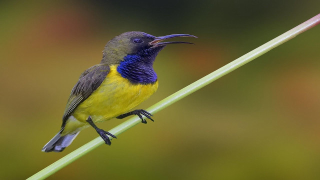 Small bird long beak sword free wallpaper for desktop - medium preview image