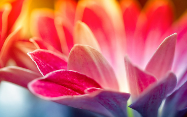 Pink yellow flower macro blurry #2 free wallpaper for desktop - medium preview image
