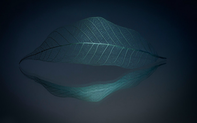 Large leaf wire hologram fiona free wallpaper for desktop - medium preview image