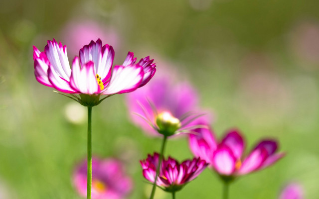 Pink flowers green blurry bokeh free wallpaper for desktop - medium preview image