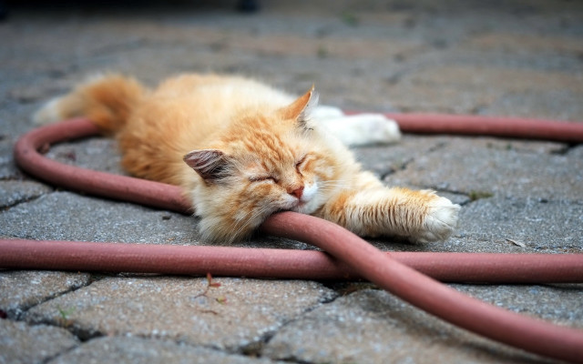 Cat sleeping red hose outdoors free wallpaper for desktop - medium preview image