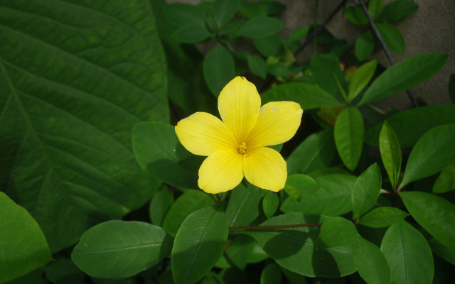Yellow flower green bush gray free wallpaper for desktop - medium preview image