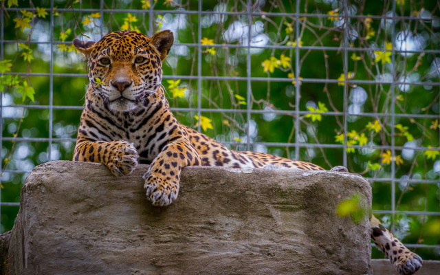 Leopard rock fence jungle camouflage free wallpaper for desktop - medium preview image
