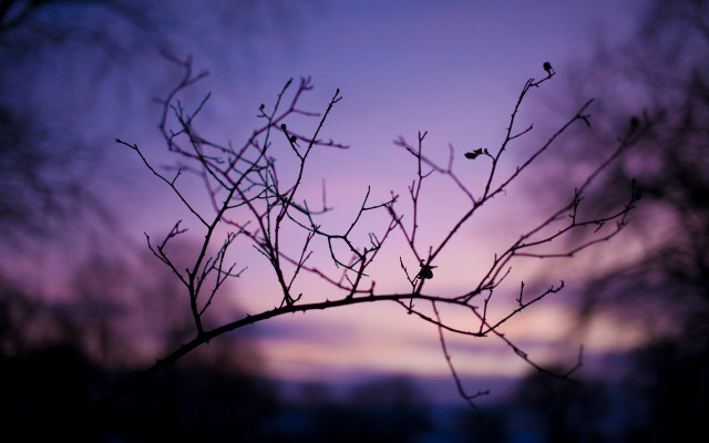 Purple sky macro branch leaves free wallpaper for desktop - medium preview image