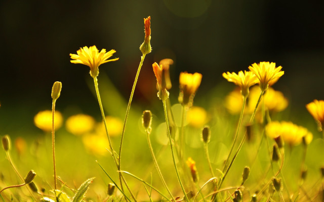 Yellow sunflower blurry background macro free wallpaper for desktop - medium preview image