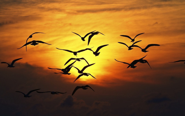 Birds sunset flying sky mountain free wallpaper for desktop - medium preview image