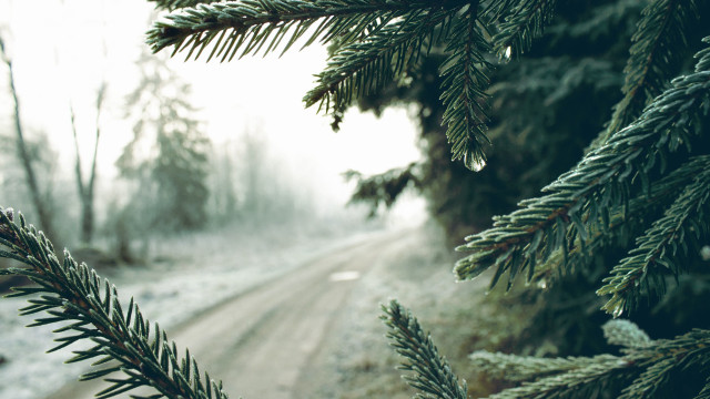 Pine snow forest road mountain free wallpaper for desktop - medium preview image