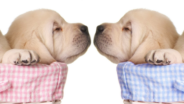 Puppy sleeping blanket nose touch free wallpaper for desktop - medium preview image