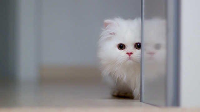 White cat glass door symmetrical free wallpaper for desktop - medium preview image