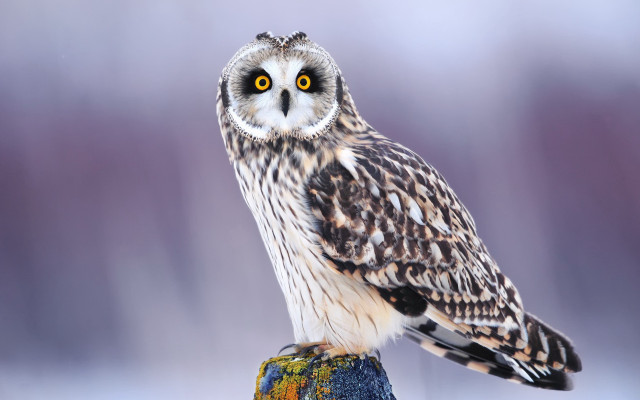 Small owl perched rock yellow free wallpaper for desktop - medium preview image