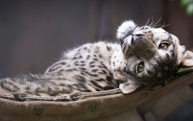 White black cat pillow fence free wallpaper for desktop - medium preview image