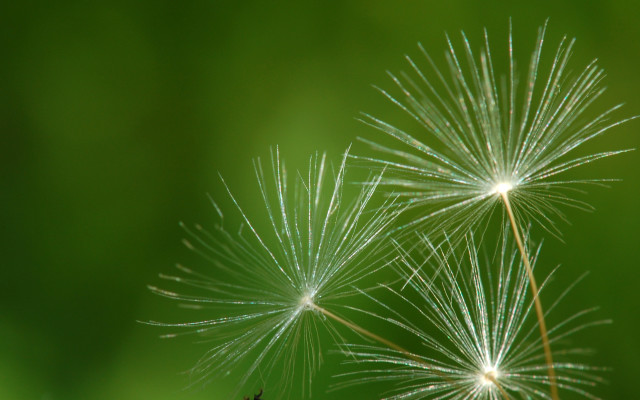 Dandelion white seeds green blurry free wallpaper for desktop - medium preview image